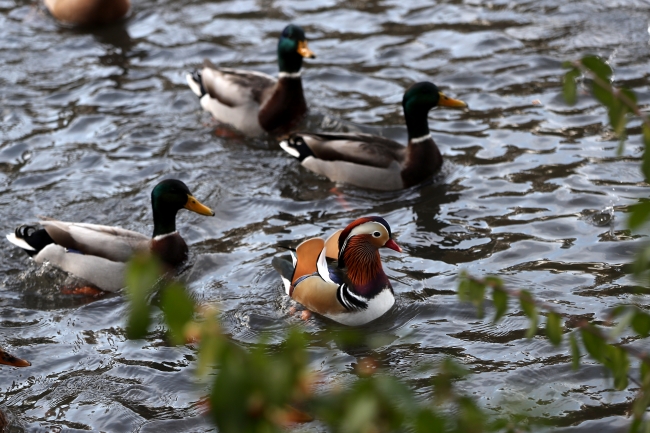 Central Park'ın davetsiz misafiri Mandarin ördeği parkın maskotu oldu